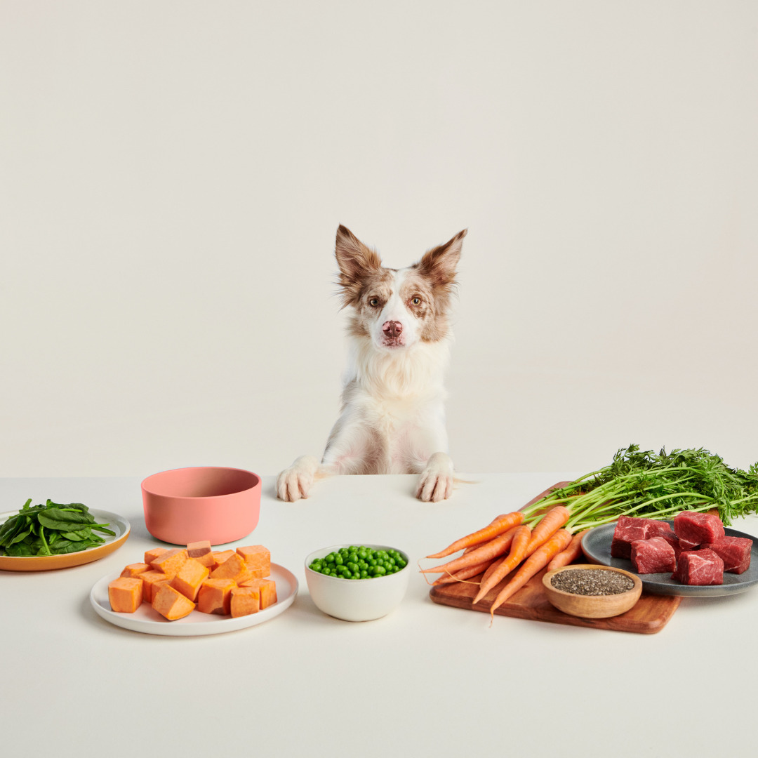 Ollie’s Vet-Formulated Meal Delivery Service Is the Closest I Can Get to Feeding My Dog Michelin Star Food