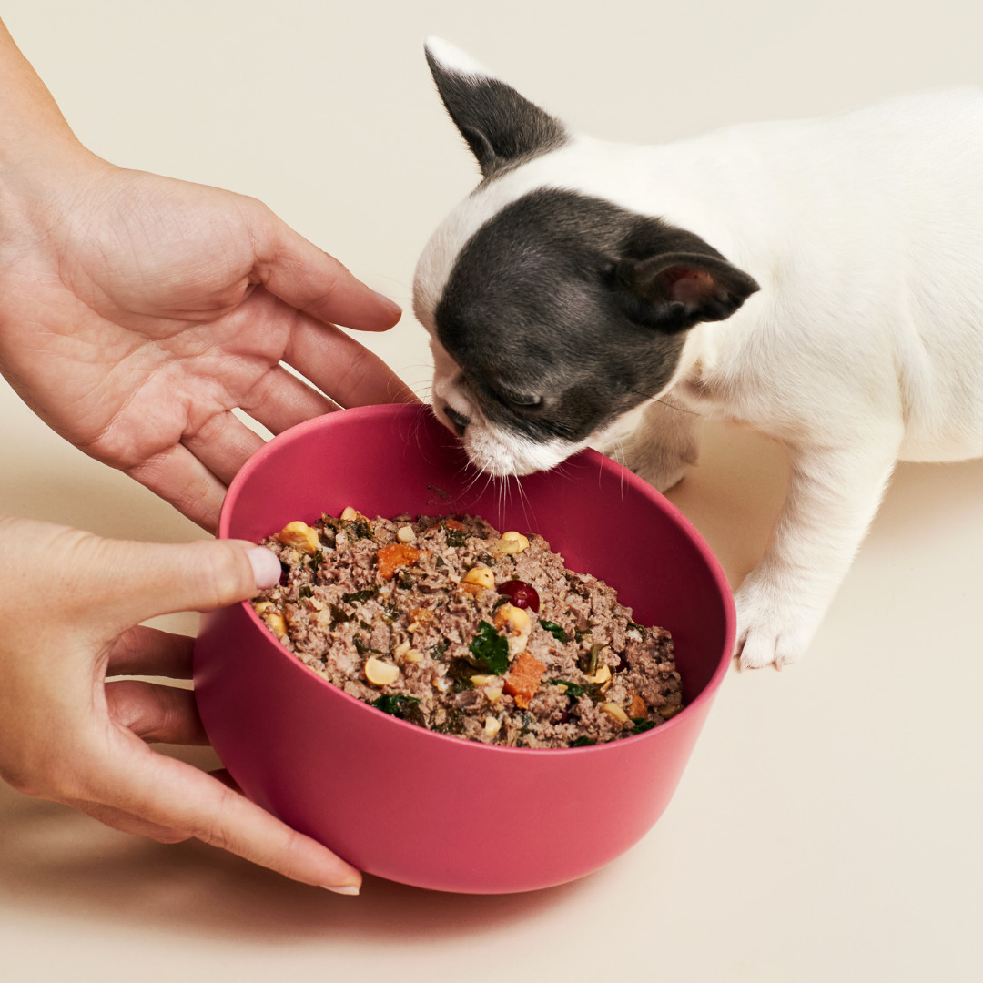 Ollie's VetFormulated Meal Delivery Service Is the Closest I Can Get