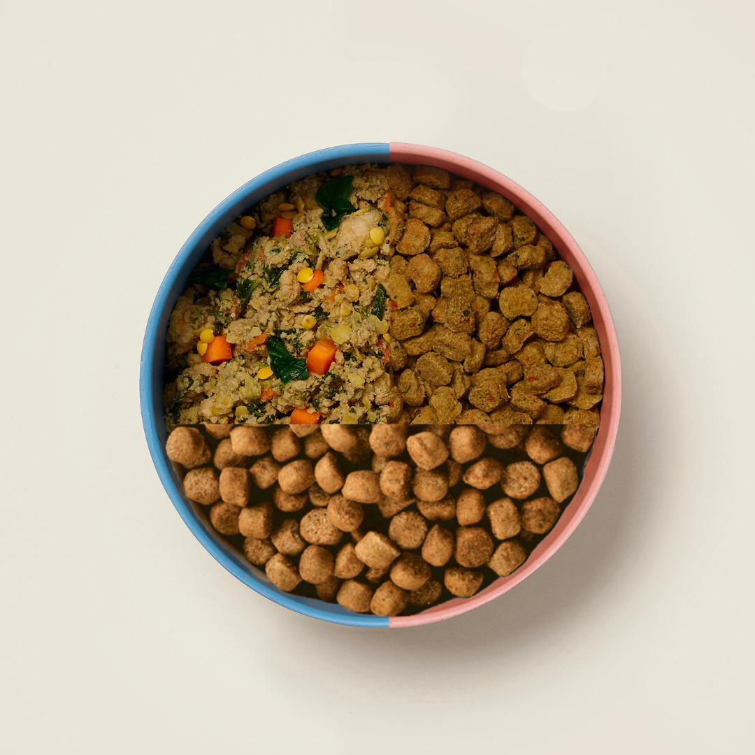 6 Months In, Was Switching to Ollie's Fresh Meals Worth the Price