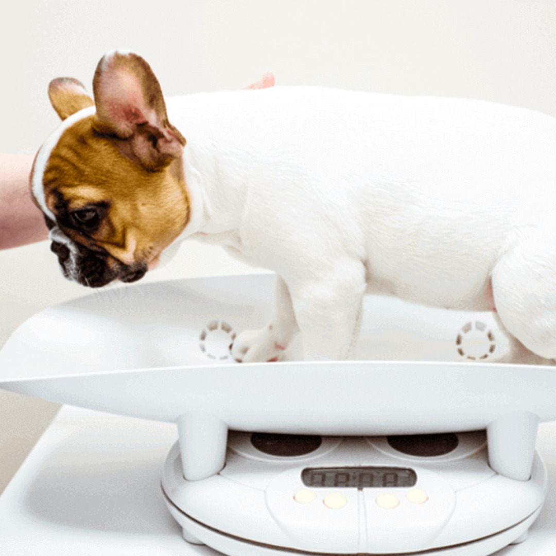 Obesity Is Your Dog’s Number One Health Threat, but This Fresh Food Brand Provides a Lifeline