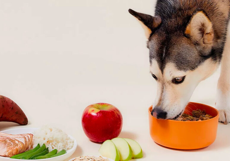 With Countless Bark-Worthy Testimonials, We’re Unleashing Why Ollie’s Fresh Meals Are the Talk of the Town