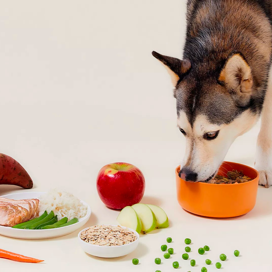 With Countless Bark-Worthy Testimonials, We’re Unleashing Why Ollie’s Fresh Meals Are the Talk of the Town