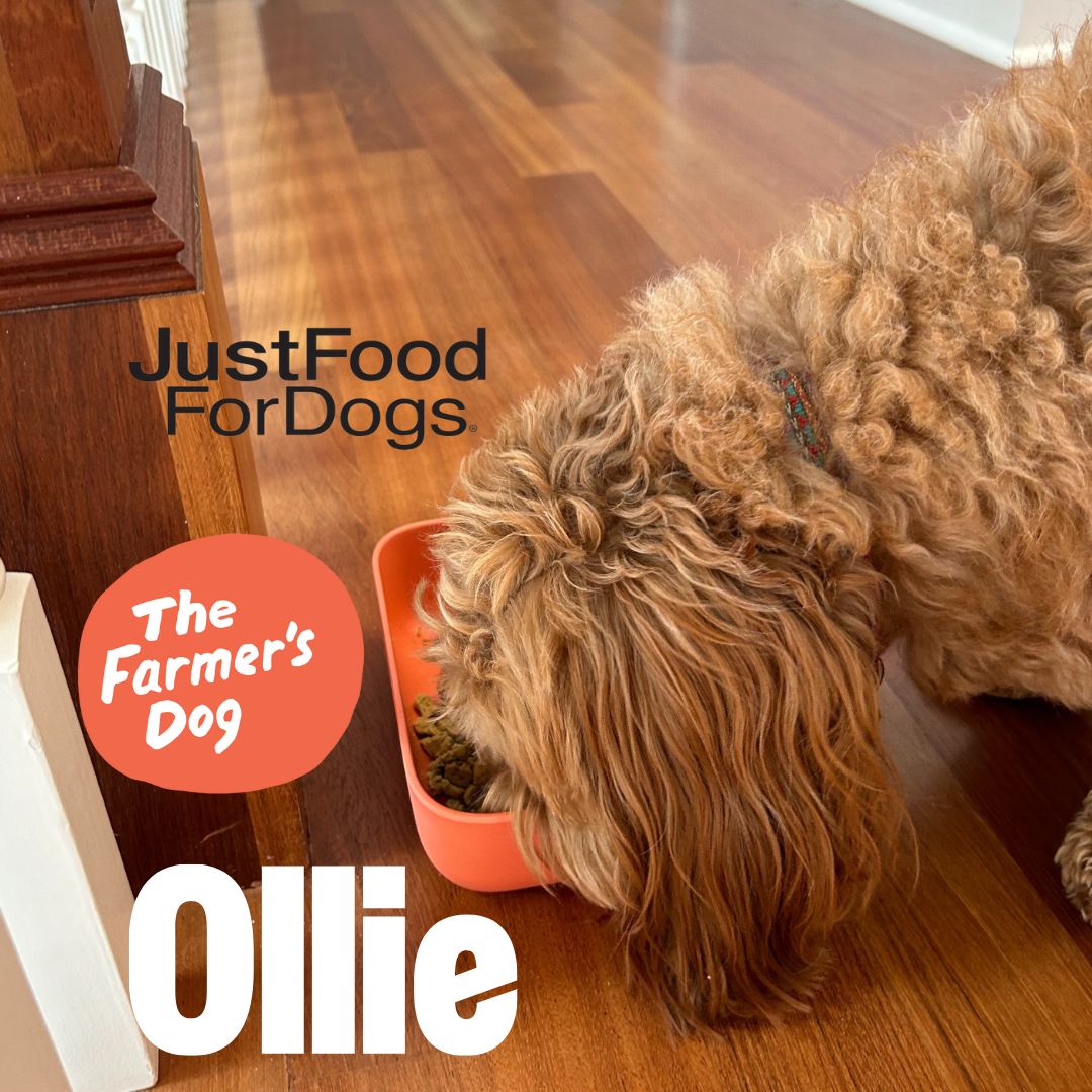 3 Leading Fresh Dog Food Brands, 2 Weeks of Research, 1 Personal Favorite