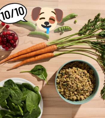 Ollie vs Sundays for Dogs: Here’s How I Got Myself Out of the Doghouse (And My Dog Out of His Eating Rut) with Human-Grade Recipes