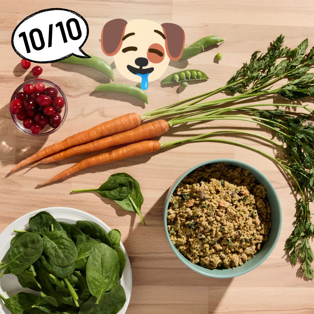 Ollie vs Sundays for Dogs: Here’s How I Got Myself Out of the Doghouse (And My Dog Out of His Eating Rut) with Human-Grade Recipes