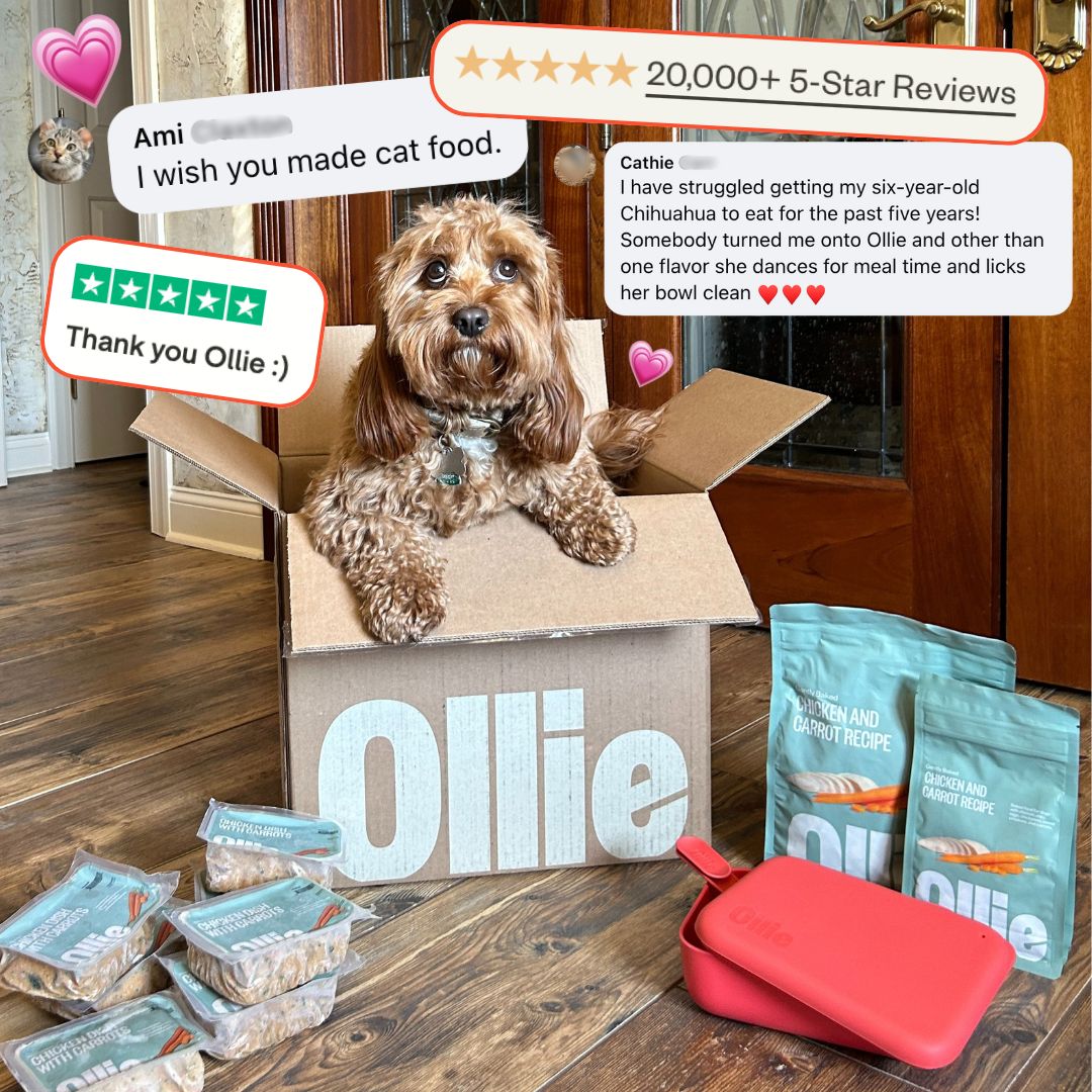 Ollie’s Human-Grade Dog Food Has Our 4-Legged Best Friends (Plus Their Parents) Gushing