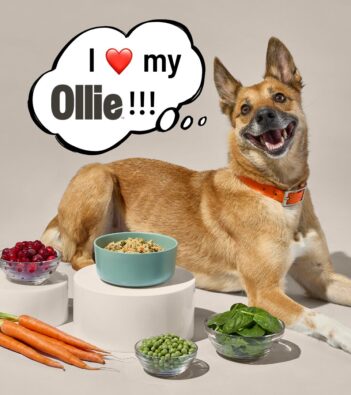 Ollie vs Sundays for Dogs: Here’s How I Got Out of the Doghouse (And My Dog Out of His Eating Rut) with Human-Grade Recipes 