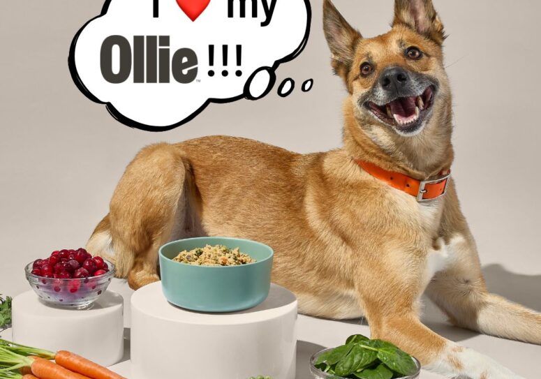 Ollie vs Sundays for Dogs: Here’s How I Got Out of the Doghouse (And My Dog Out of His Eating Rut) with Human-Grade Recipes 
