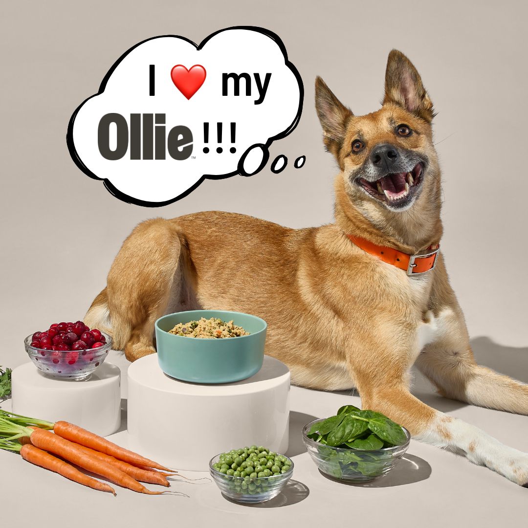 Ollie vs Sundays for Dogs: Here’s How I Got Out of the Doghouse (And My Dog Out of His Eating Rut) with Human-Grade Recipes 
